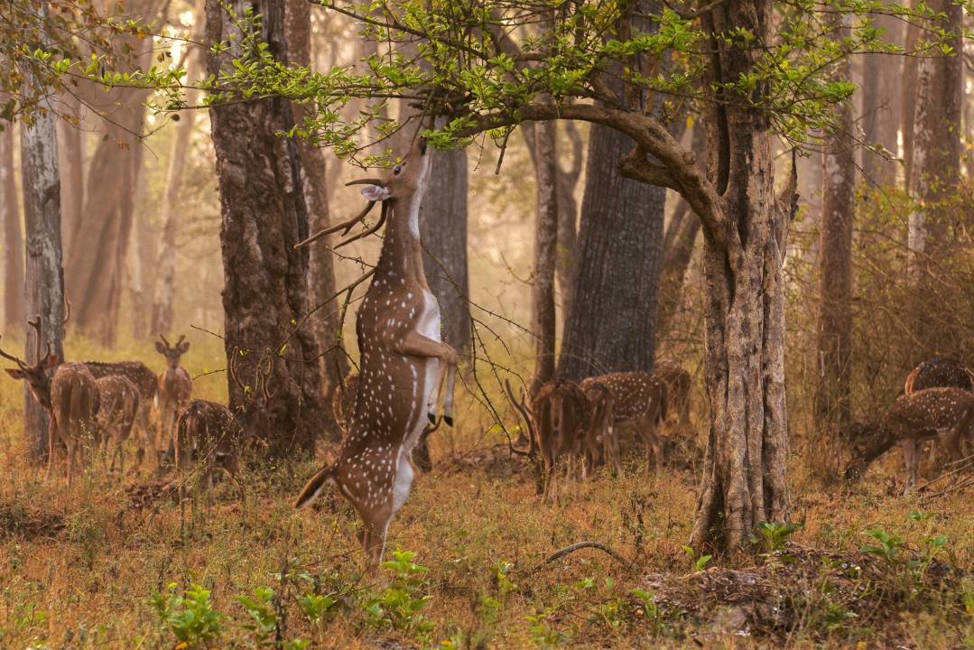 KARNATAKA (21)