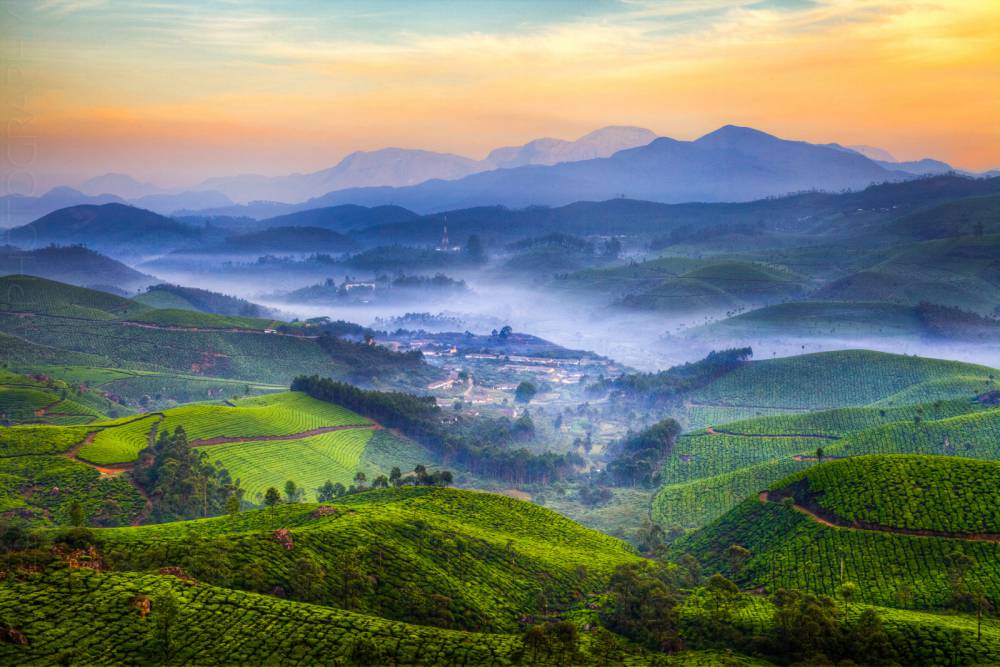 Munnar (11)