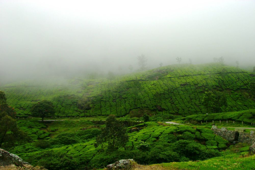 Munnar (19)