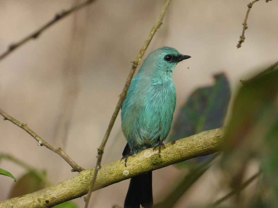 Birdwatching in Cherambadi Nilgiris  Wayanad