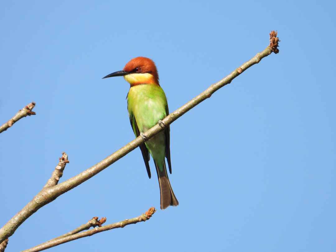 Birdwatching in Cherambadi Nilgiris  Wayanad