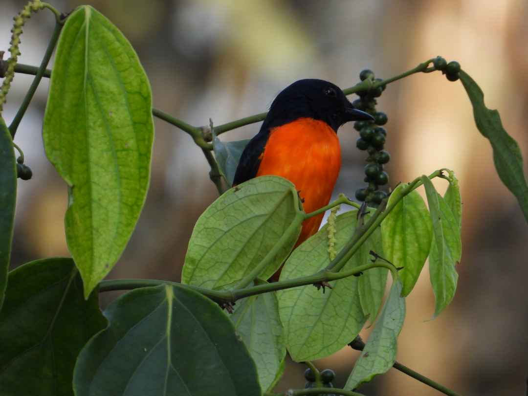 Birdwatching in Cherambadi Nilgiris  Wayanad