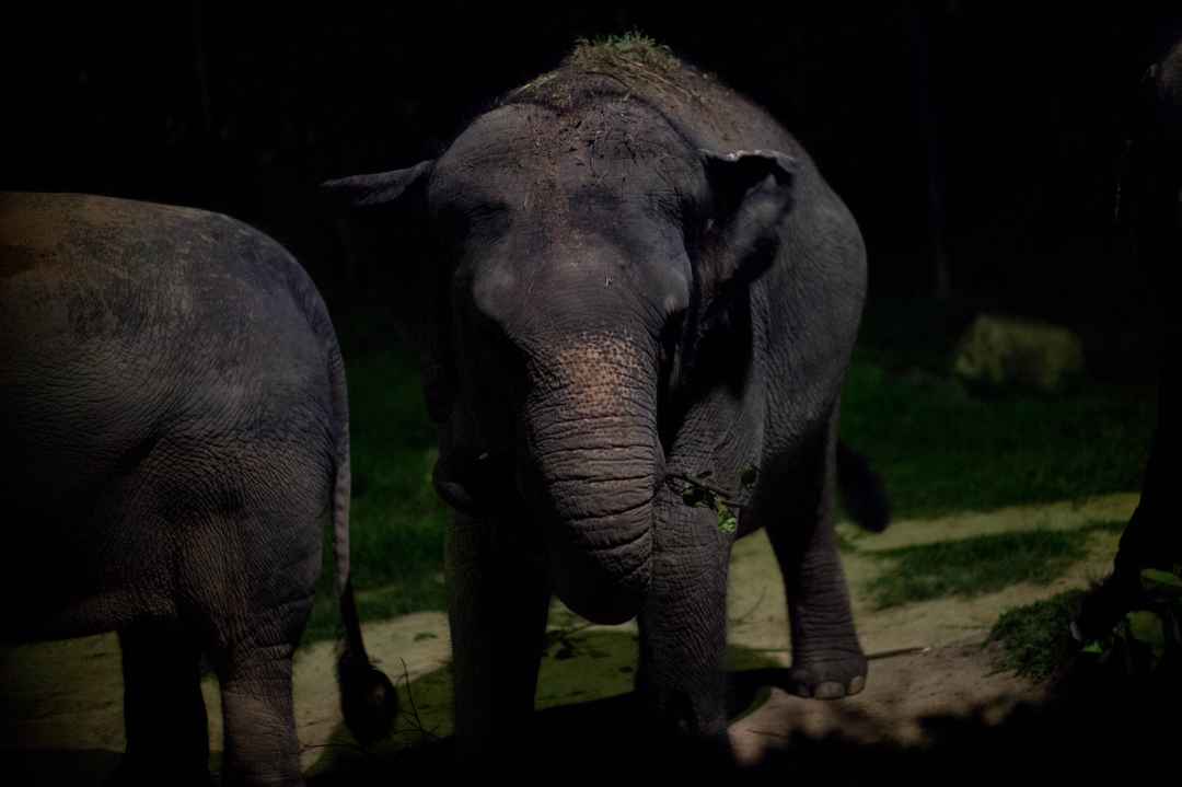 Chinnar Wildlife Sanctuary Night Safari in Munnar