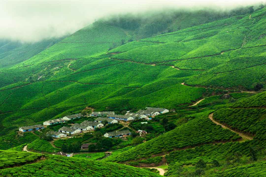 Kolukkumalai trek and camping from munnar