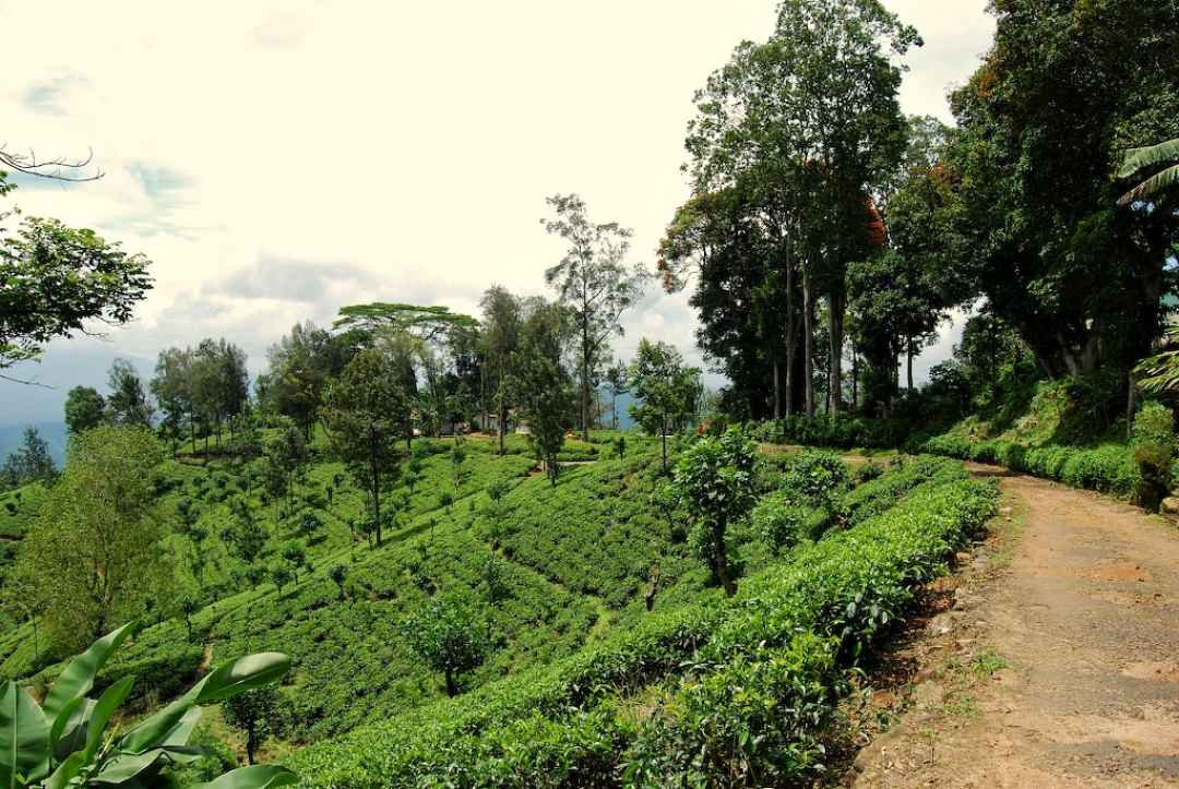 Munnar Tea Plantation Walking Tour