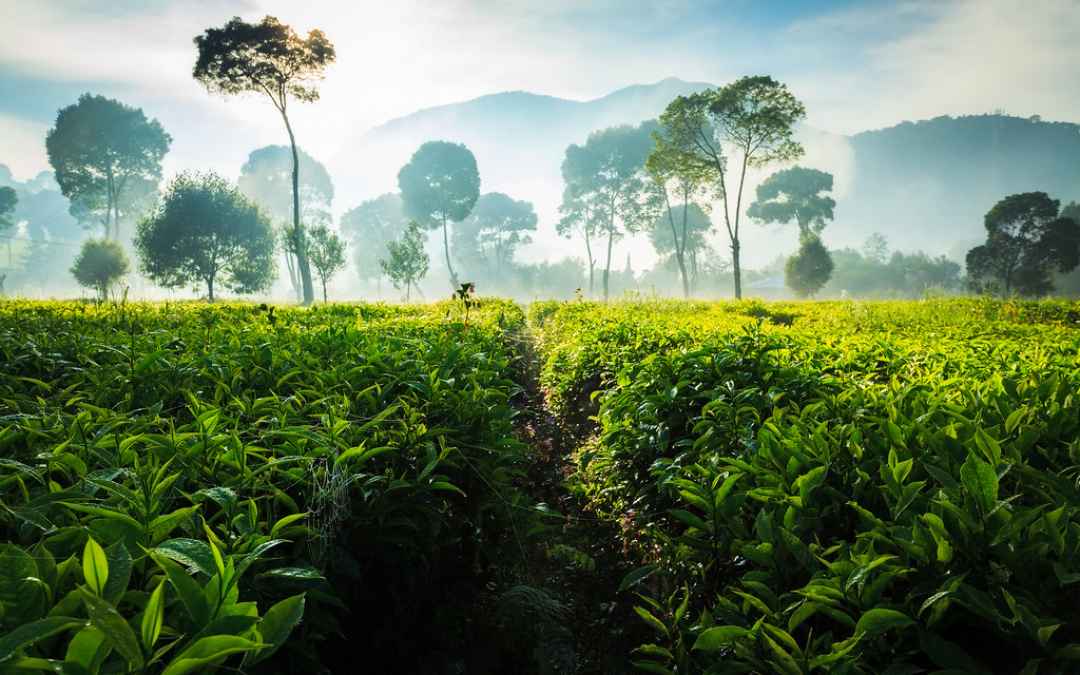 Munnar Tea Plantation Walking Tour