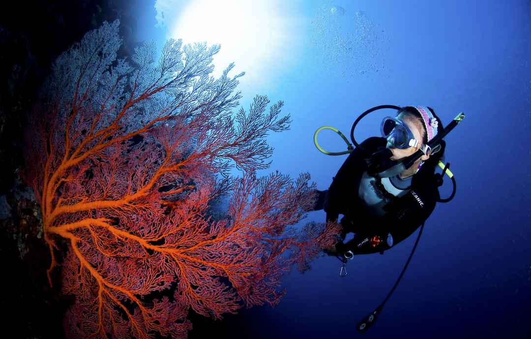 Scuba Diving In Andaman Havelock Island