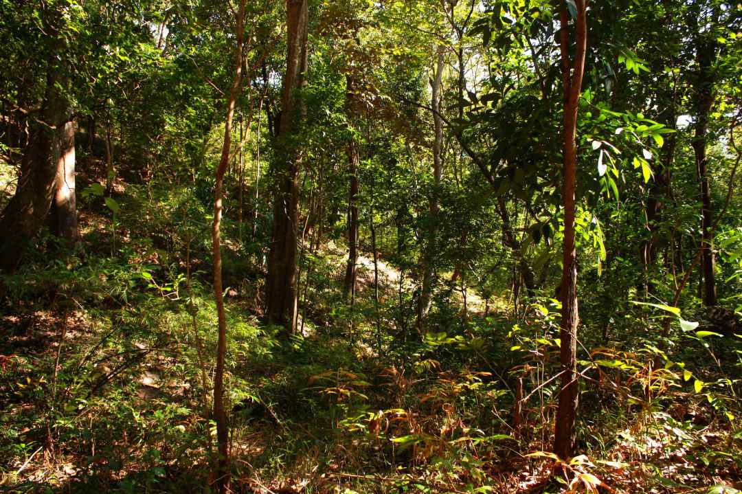 Trekking to Elephant Beach with Guide