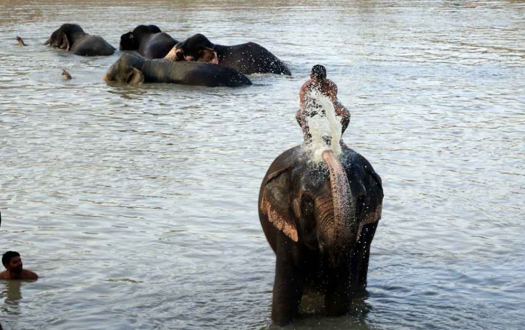 A Day with Elephants in Jaipur