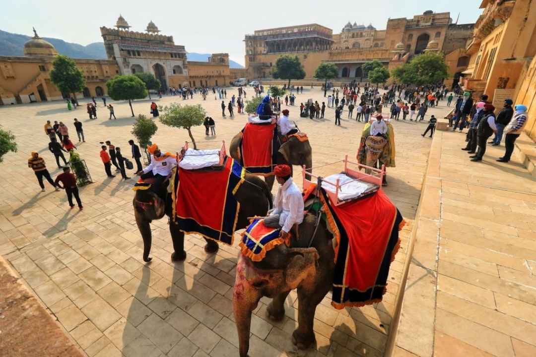 A Day with Elephants in Jaipur