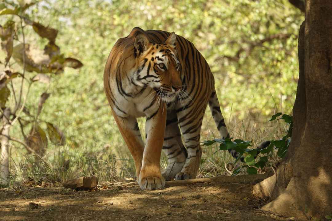 Bandipur National Park Safari From Mysuru