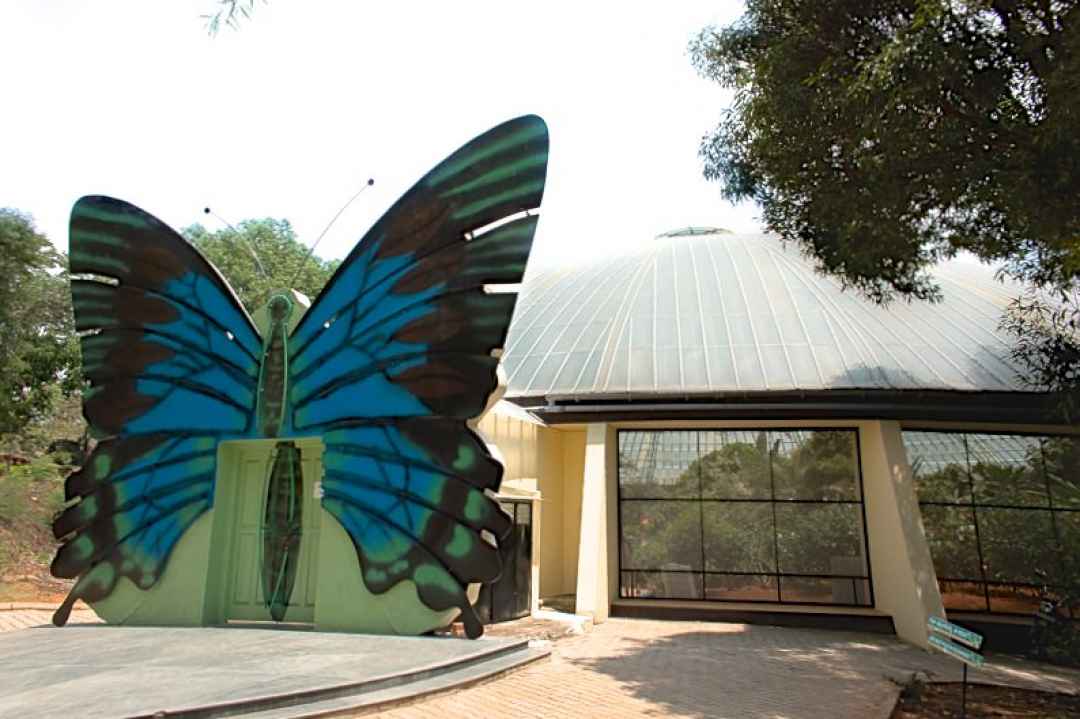 Bannerghatta National Park Private Day Tour with Butterfly Park and Safari from Bangalore
