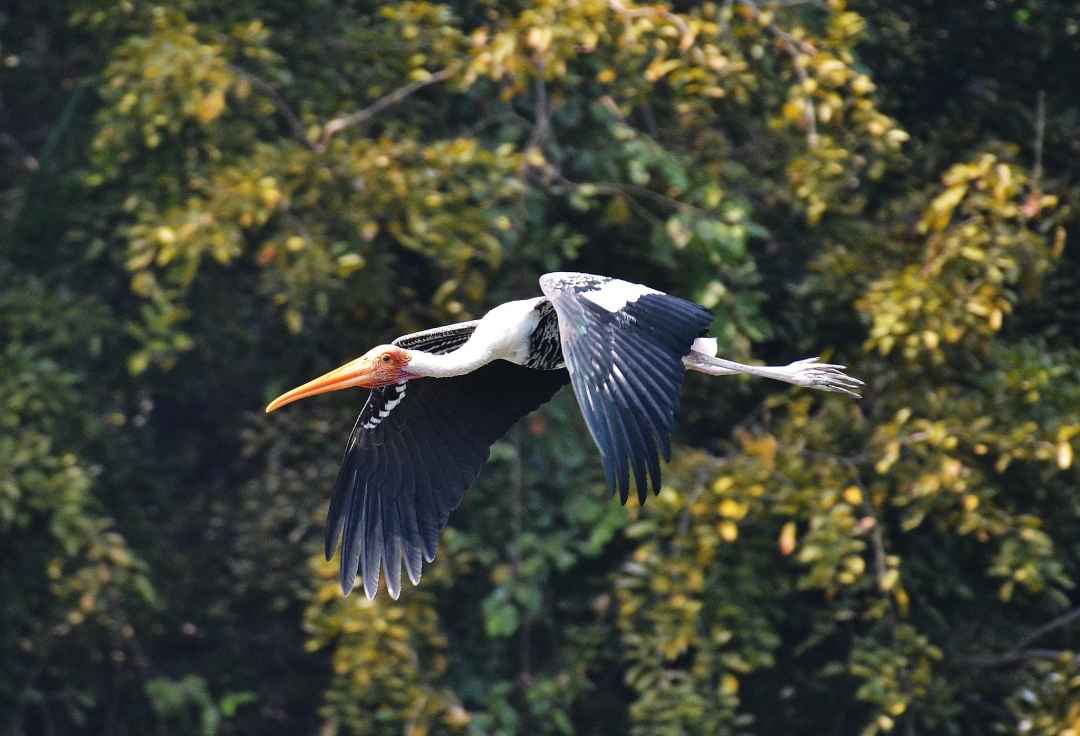 RANGANATHITTU BIRD SANCTUARY TOURS FROM Mysuru