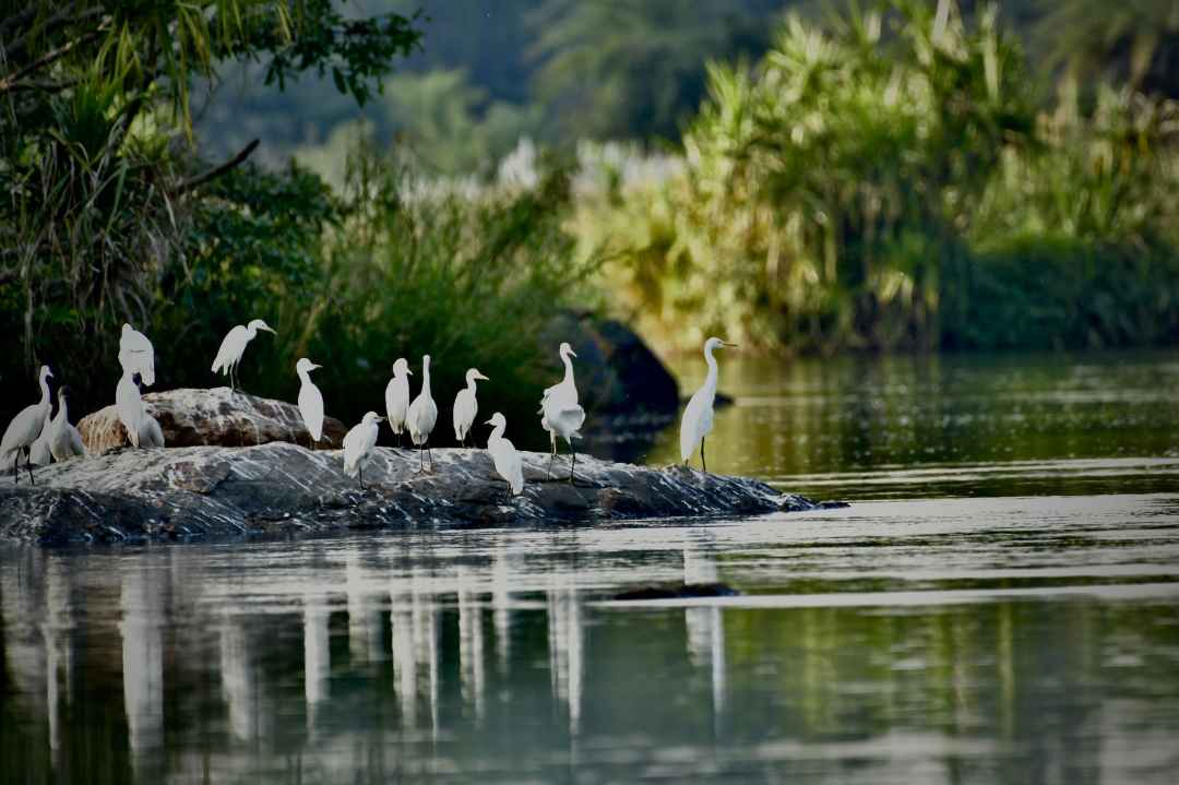 RANGANATHITTU BIRD SANCTUARY TOURS FROM Mysuru