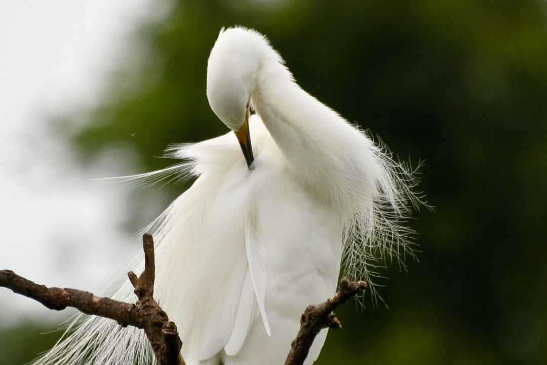 RANGANATHITTU BIRD SANCTUARY TOURS FROM Mysuru