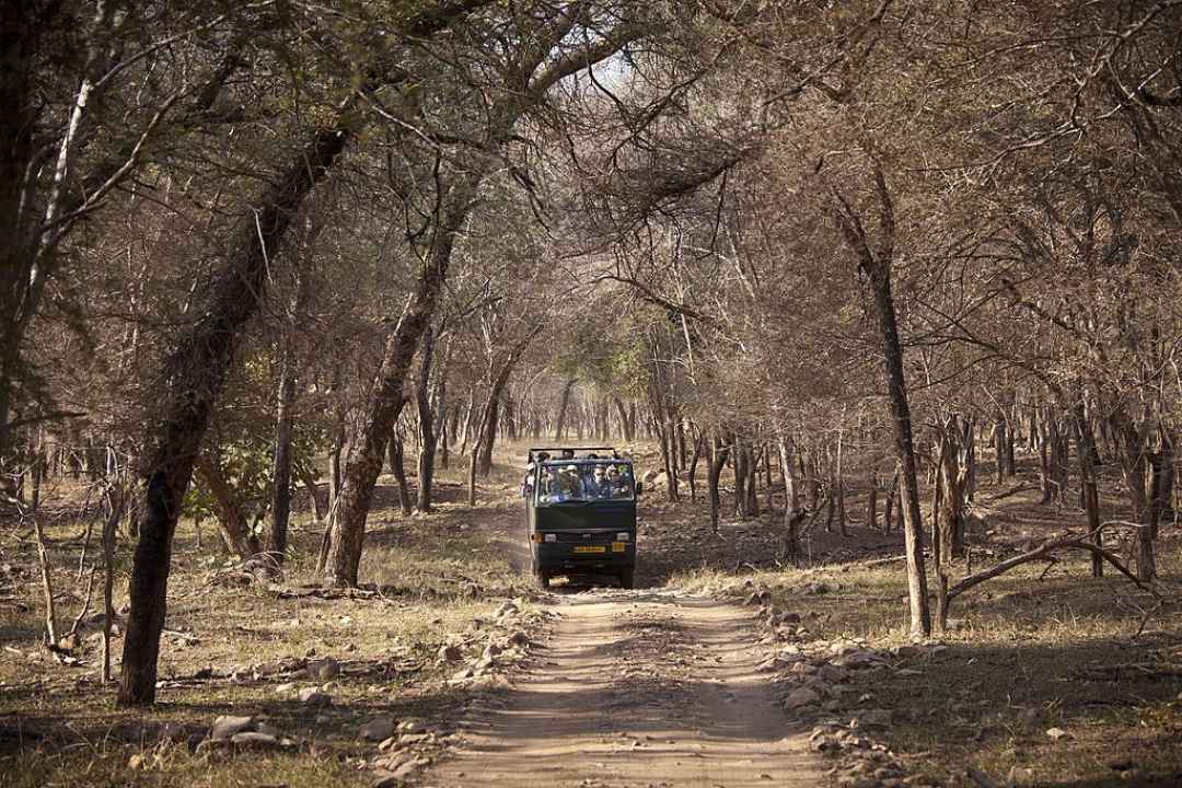 Ranthambore Day Safari From Jaipur By Jeep